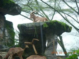 291 993. Indonesia Safari ride - big-horn sheep