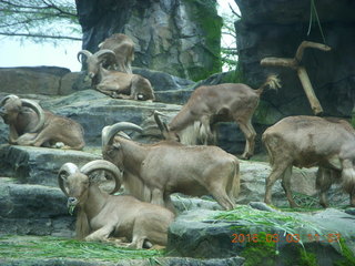 292 993. Indonesia Safari ride - big-horn sheep