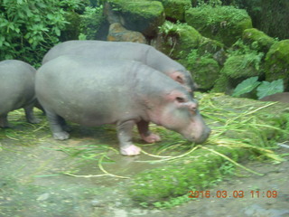 294 993. Indonesia Safari ride - hippopotamoi