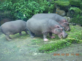 295 993. Indonesia Safari ride - hippopotamoi