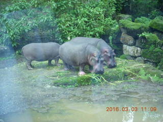 298 993. Indonesia Safari ride - hippopotamoi