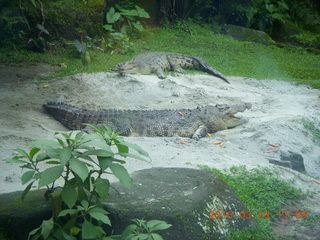 299 993. Indonesia Safari ride - crocodiles