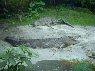 300 993. Indonesia Safari ride - crocodiles