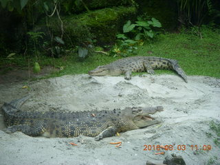 301 993. Indonesia Safari ride - crocodiles