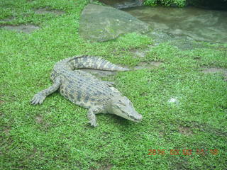 302 993. Indonesia Safari ride - crocodiles
