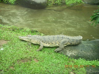 303 993. Indonesia Safari ride - crocodiles