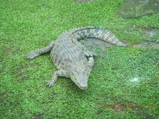 304 993. Indonesia Safari ride - crocodiles