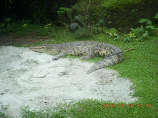 305 993. Indonesia Safari ride - crocodiles