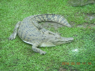 306 993. Indonesia Safari ride - crocodiles