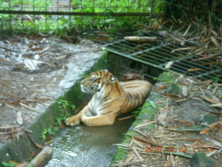 310 993. Indonesia Safari ride - tiger