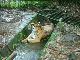 311 993. Indonesia Safari ride - tiger