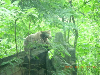 313 993. Indonesia Safari ride - bear