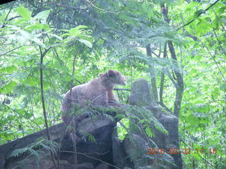 314 993. Indonesia Safari ride - bear