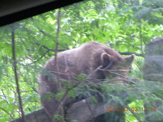 315 993. Indonesia Safari ride - bear