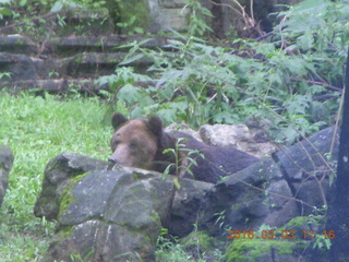 316 993. Indonesia Safari ride - bear