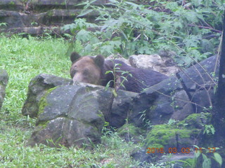 317 993. Indonesia Safari ride - bear