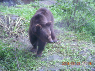 319 993. Indonesia Safari ride - bear