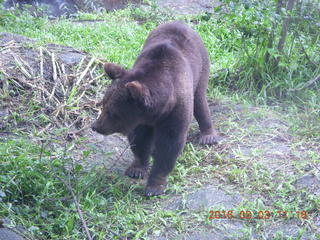 320 993. Indonesia Safari ride - bear