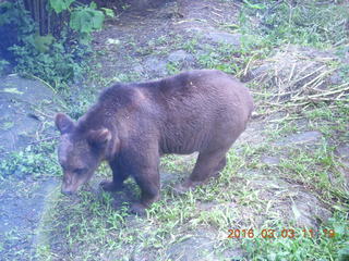 321 993. Indonesia Safari ride - bear