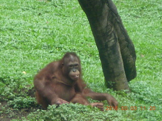 323 993. Indonesia Safari ride - orangutan