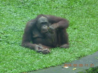 326 993. Indonesia Safari ride - orangutan