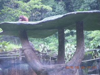 328 993. Indonesia Safari ride - orangutan