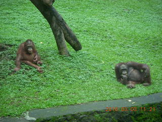 331 993. Indonesia Safari ride - orangutan