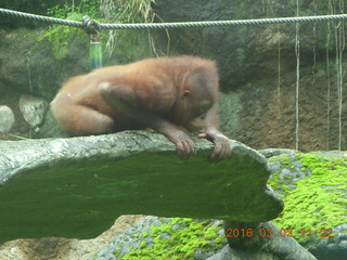 335 993. Indonesia Safari ride - orangutan
