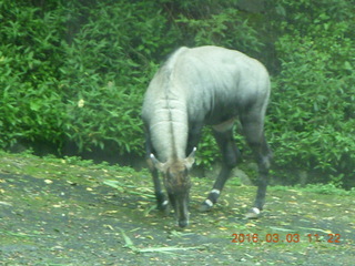 337 993. Indonesia Safari ride - buffalo
