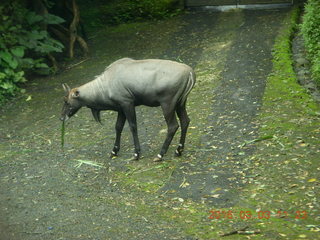 338 993. Indonesia Safari ride - buffalo