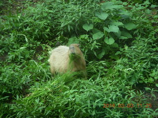 343 993. Indonesia Safari ride - beaver