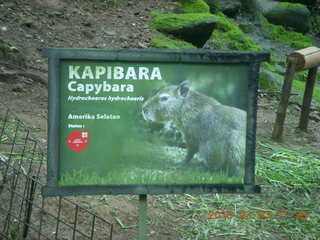 344 993. Indonesia Safari ride - beaver / kapibara sign