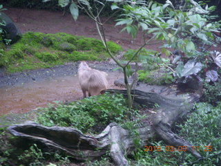 345 993. Indonesia Safari ride - beaver