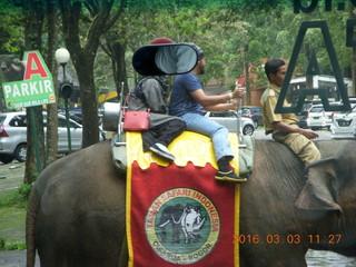 351 993. Indonesia Baby Zoo - elephant