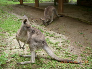 354 993. Indonesia Baby Zoo - kangaroos