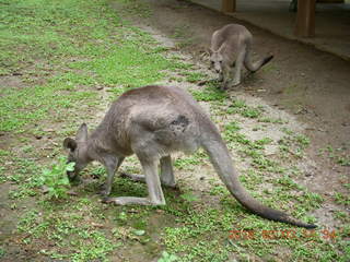 356 993. Indonesia Baby Zoo- kangaroos