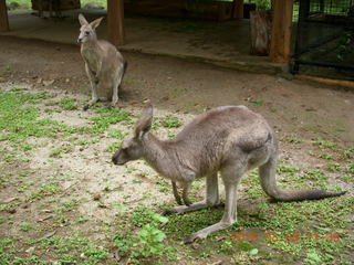 357 993. Indonesia Baby Zoo - kangaroos