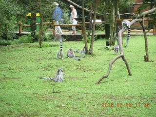 358 993. Indonesia Baby Zoo - lemurs
