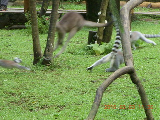 359 993. Indonesia Baby Zoo - lemurs