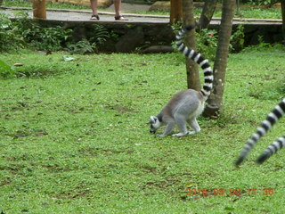 360 993. Indonesia Baby Zoo - lemurs
