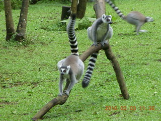 362 993. Indonesia Baby Zoo - lemurs