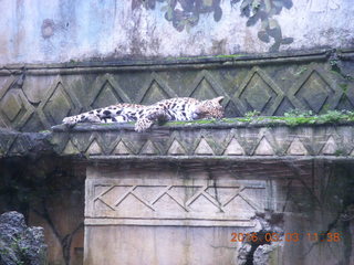 364 993. Indonesia Baby Zoo - leopard