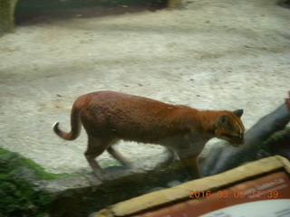 366 993. Indonesia Baby Zoo - bobcat