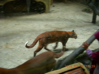 367 993. Indonesia Baby Zoo - bobcat