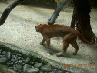 369 993. Indonesia Baby Zoo - bobcat