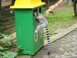 370 993. Indonesia Baby Zoo - lemur