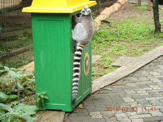 371 993. Indonesia Baby Zoo - lemur