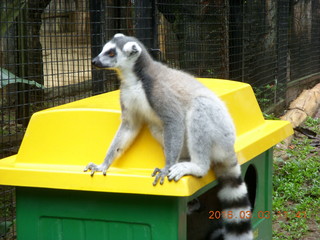 372 993. Indonesia Baby Zoo - lemur