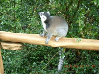 377 993. Indonesia Baby Zoo - lemur