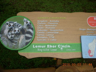 379 993. Indonesia Baby Zoo - lemur sign